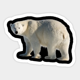 Polar Bear Sticker